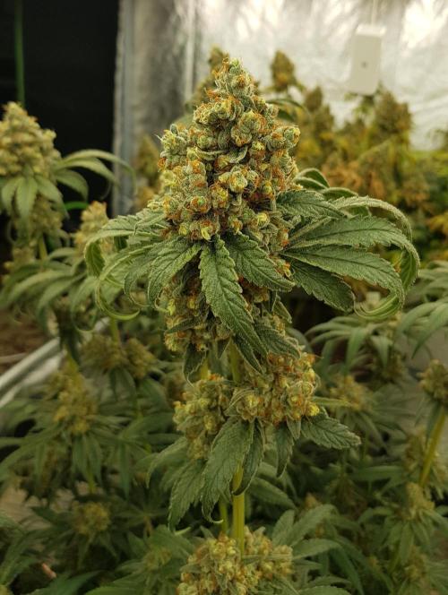 Gelato goes Pink. Week 14