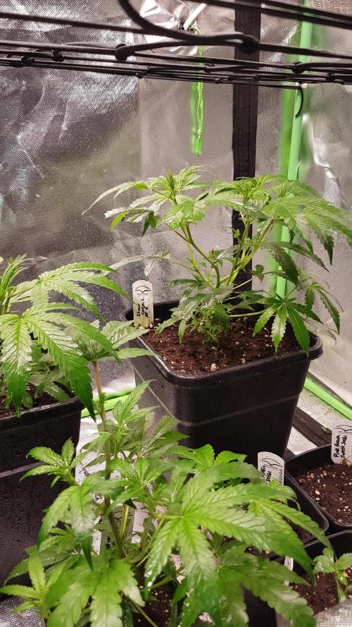 Sweet Seeds Forest #2