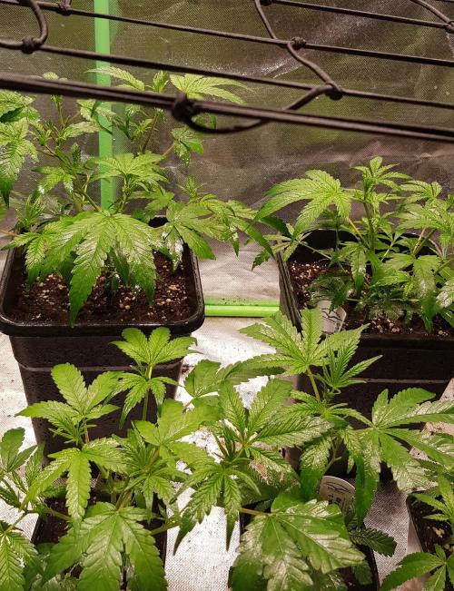 Sweet Seeds Forest #2. Week 5