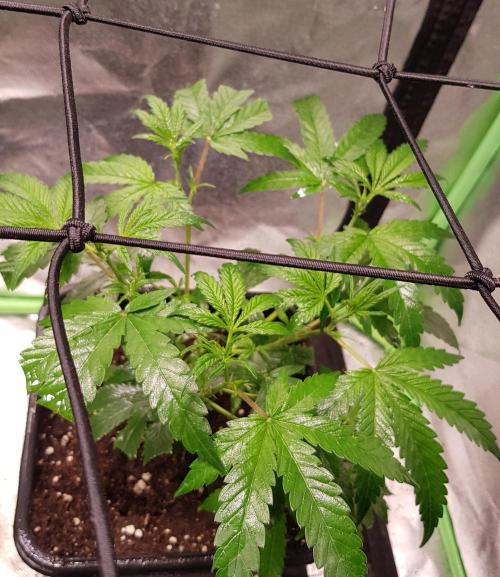 Sweet Seeds Forest #2. Week 5