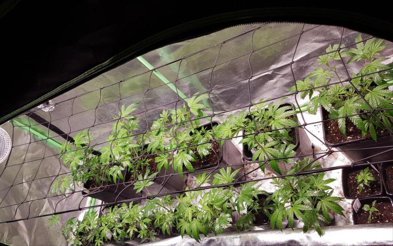 Sweet Seeds Forest #2. Week 5