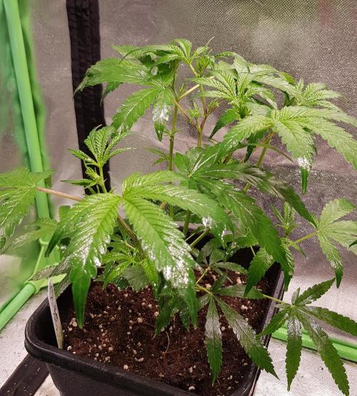 Sweet Seeds Forest #2. Week 5
