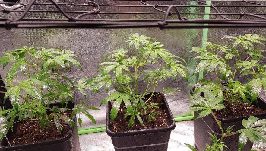 Sweet Seeds Forest #2. Week 5
