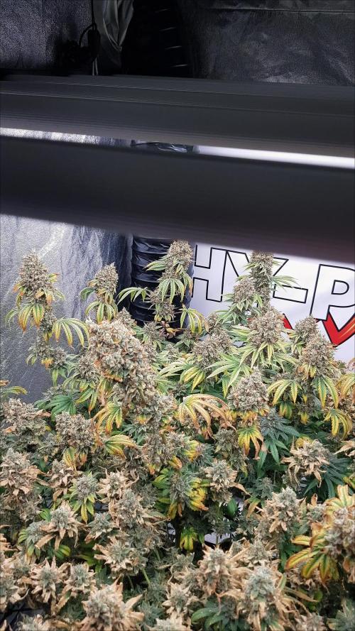 🥦Eternity Grow Cup |GGD