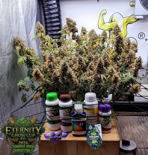 🥦Eternity Grow Cup |GGD. Week 14
