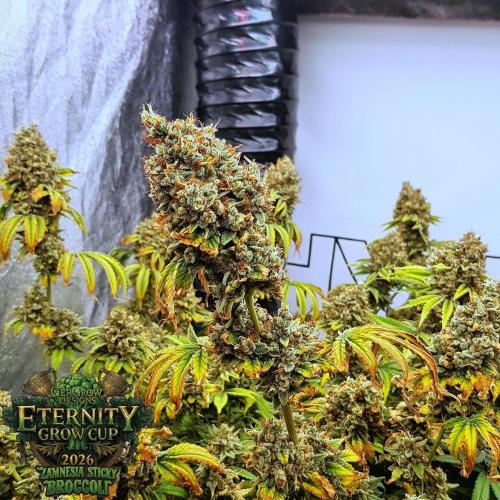 🥦Eternity Grow Cup |GGD. Week 14