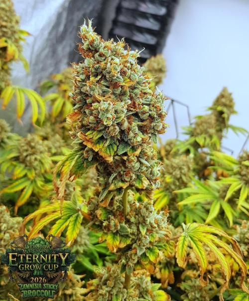 🥦Eternity Grow Cup |GGD. Week 14