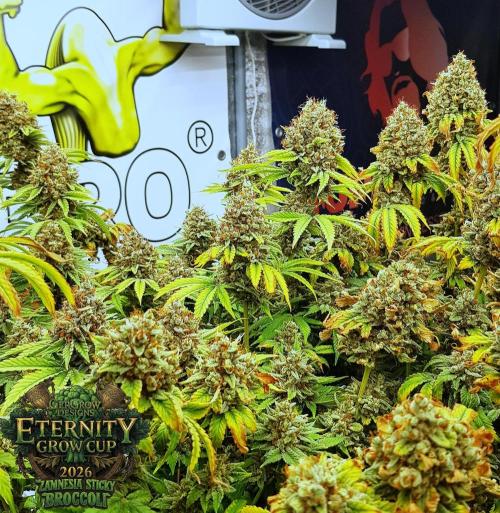 🥦Eternity Grow Cup |GGD. Week 14