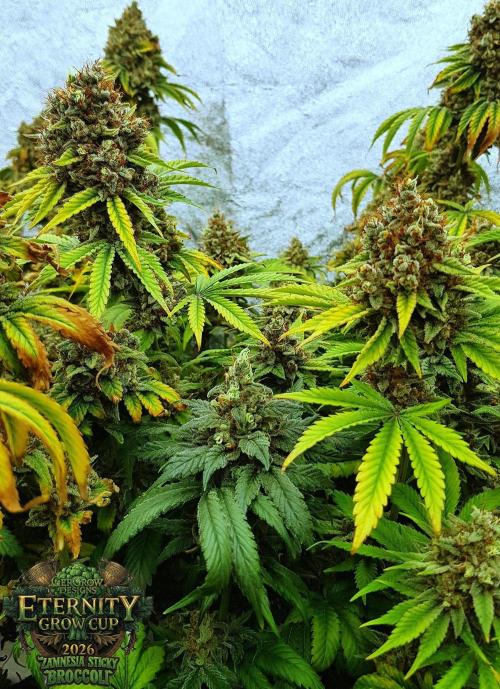 🥦Eternity Grow Cup |GGD. Week 14