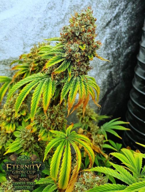 🥦Eternity Grow Cup |GGD. Week 14
