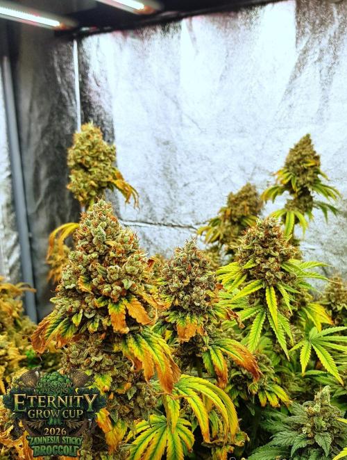 🥦Eternity Grow Cup |GGD. Week 14