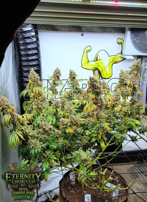 🥦Eternity Grow Cup |GGD. Week 14