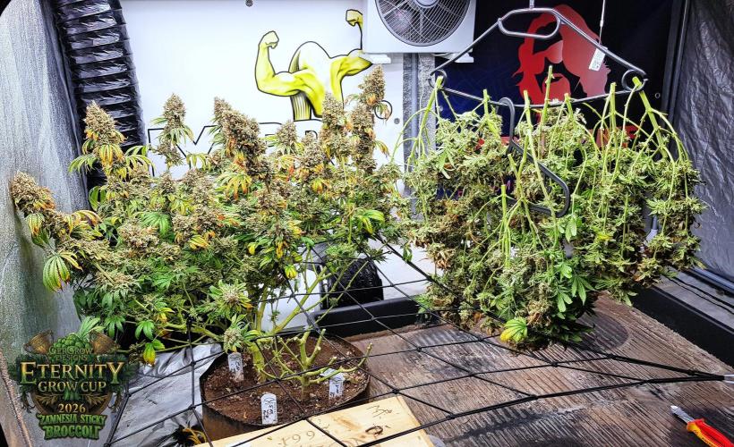 🥦Eternity Grow Cup |GGD. Week 14