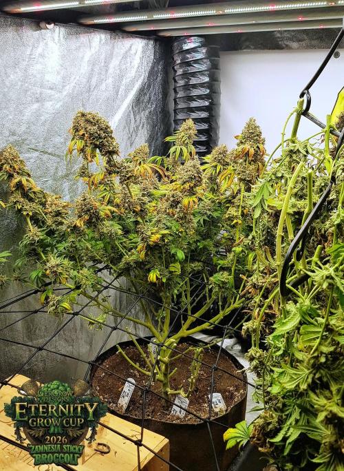 🥦Eternity Grow Cup |GGD. Week 14