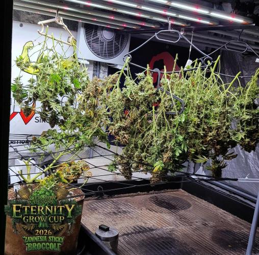 🥦Eternity Grow Cup |GGD. Week 14