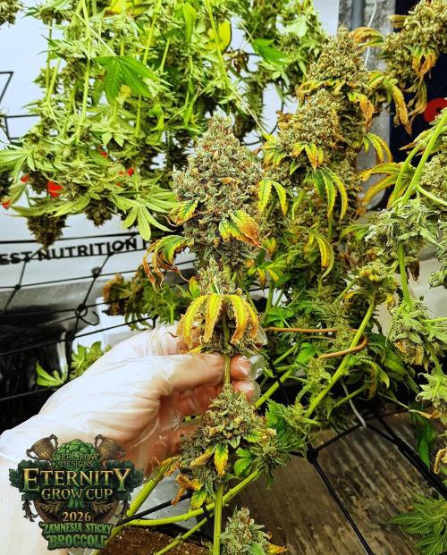 🥦Eternity Grow Cup |GGD. Week 14