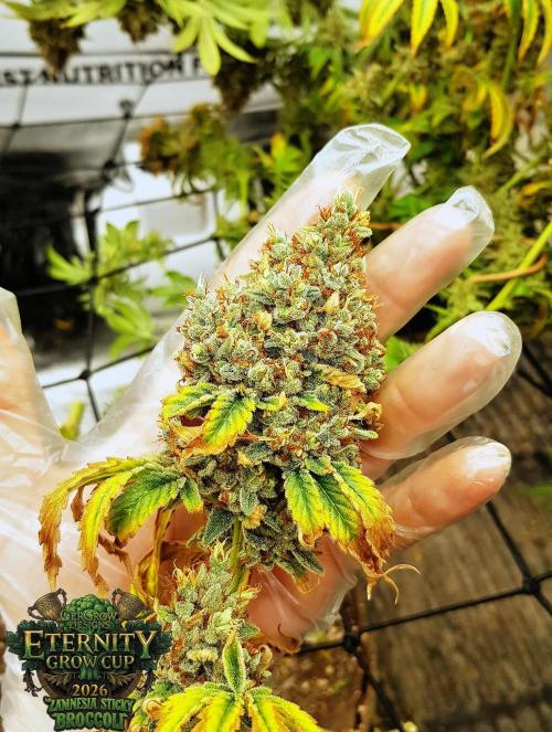 🥦Eternity Grow Cup |GGD. Week 14