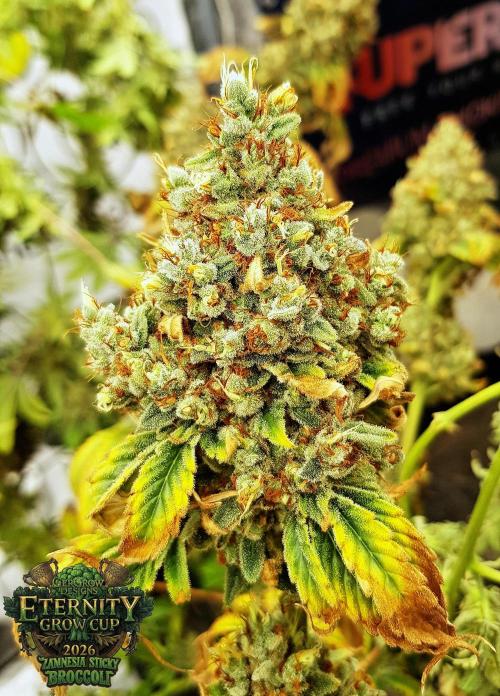 🥦Eternity Grow Cup |GGD. Week 14