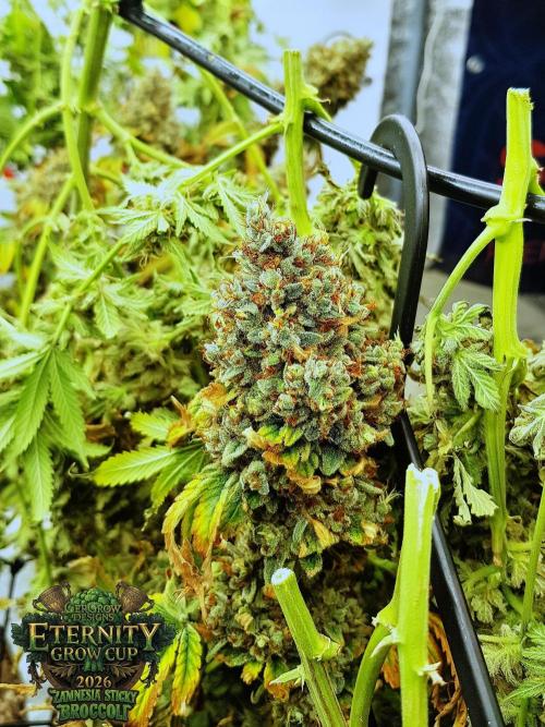 🥦Eternity Grow Cup |GGD. Week 14
