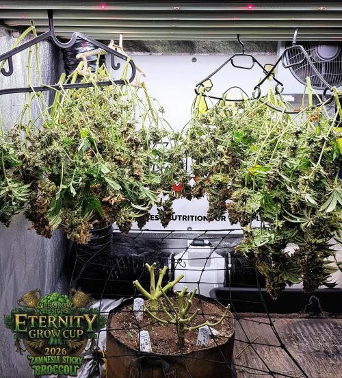 🥦Eternity Grow Cup |GGD. Week 14