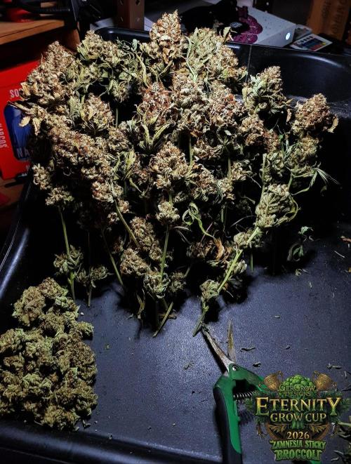 🥦Eternity Grow Cup |GGD. Week 14