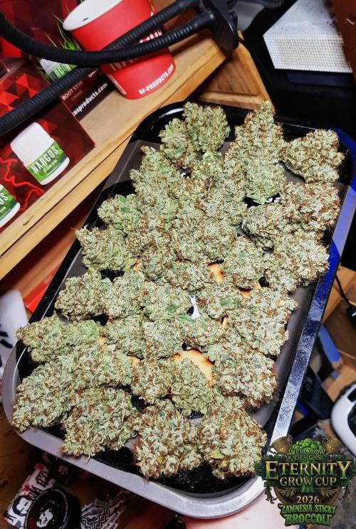 🥦Eternity Grow Cup |GGD. Week 14
