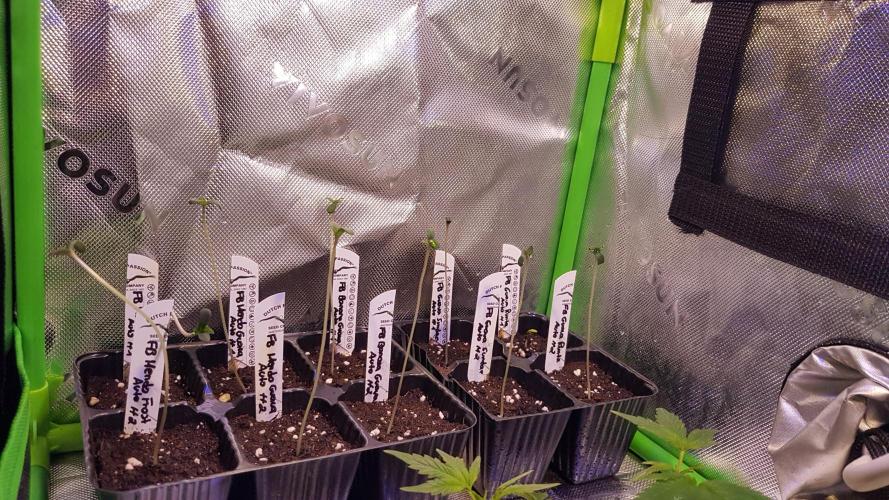 Guava Runtz Auto. Week 1
