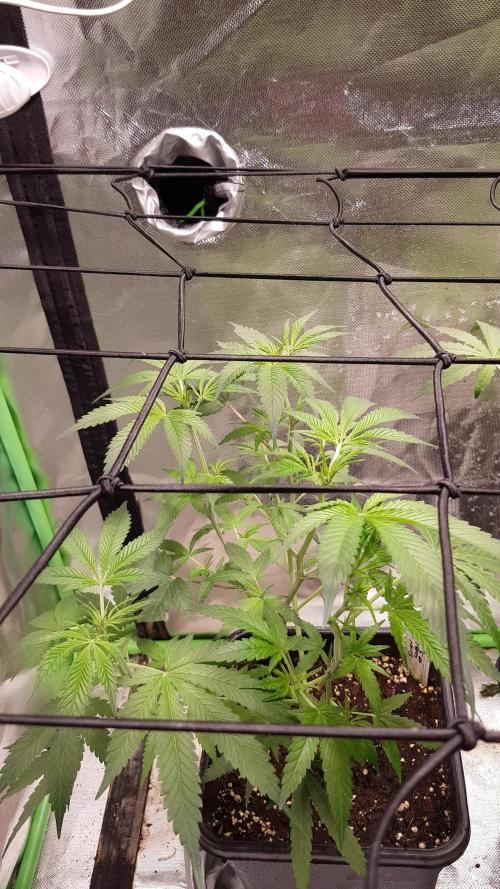 Sweet Seeds Forest #2