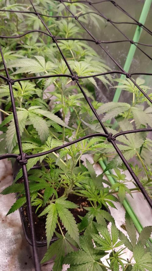 Sweet Seeds Forest #2. Week 6