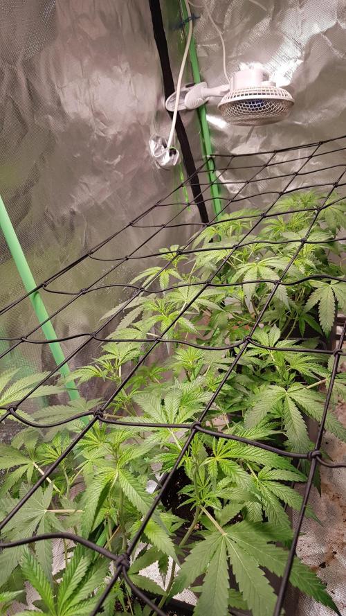 Sweet Seeds Forest #2. Week 6