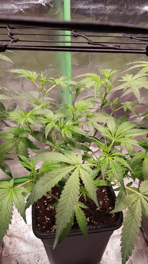 Sweet Seeds Forest #2. Week 6