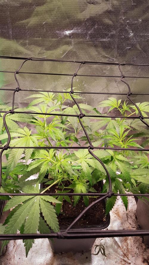 Sweet Seeds Forest #2. Week 6