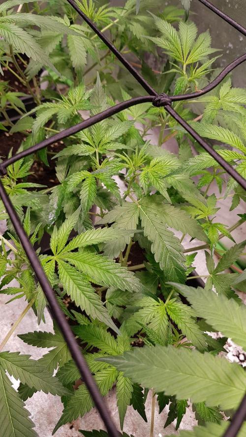 Sweet Seeds Forest #2. Week 6