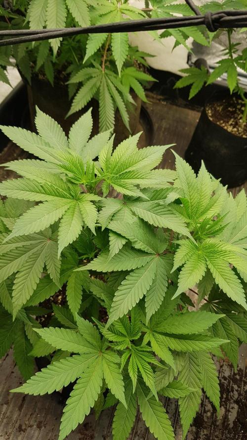 Poison Crafting. Week 5