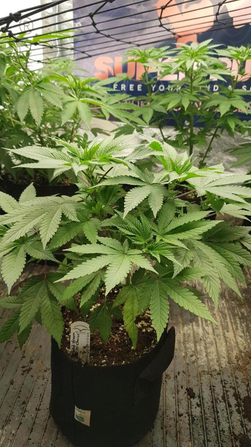 Poison Crafting. Week 5