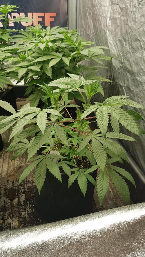 Secret Cake. Week 5
