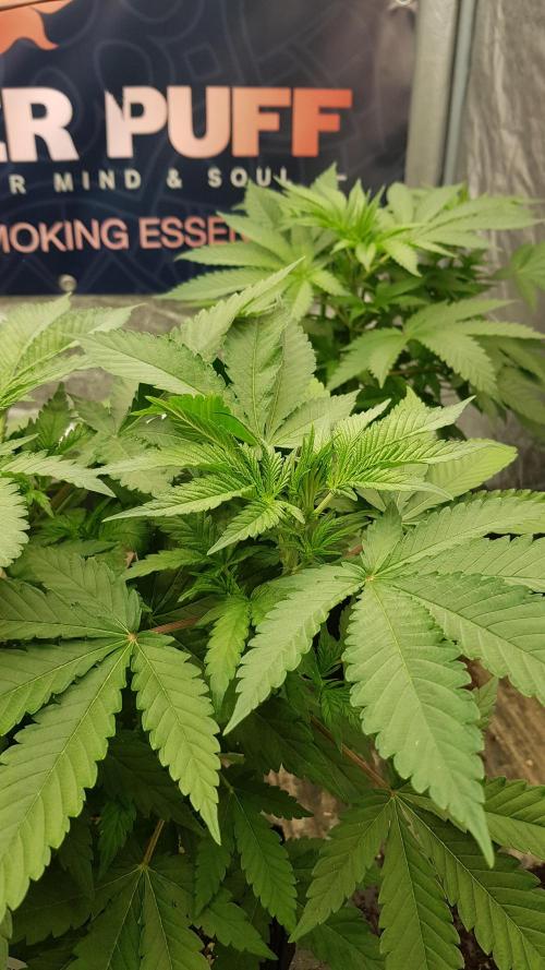 Changing Colours. Week 5