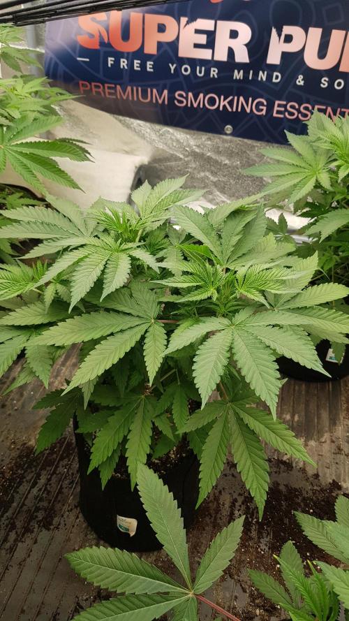 Changing Colours. Week 5
