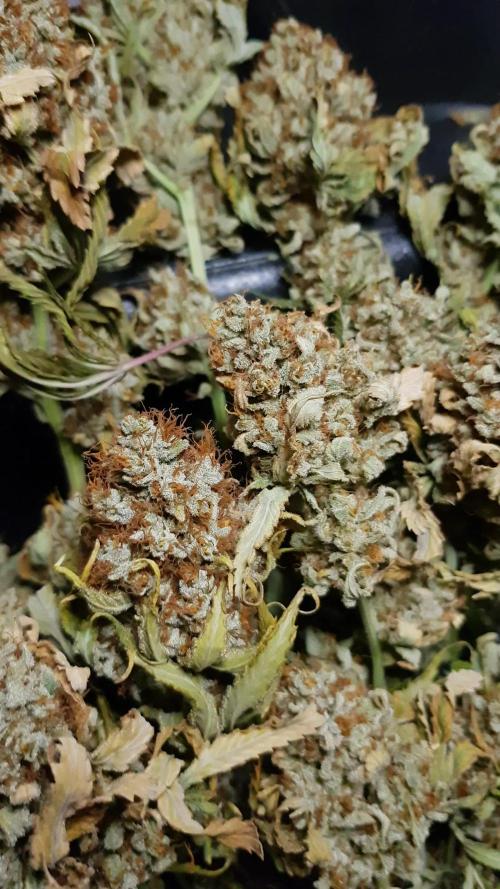 🥦Eternity Grow Cup |GGD