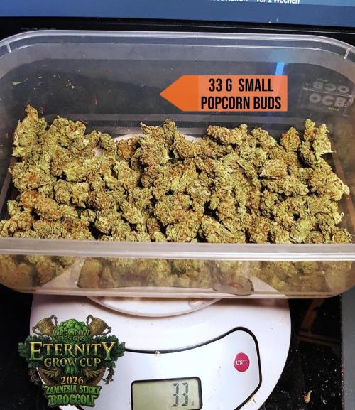 🥦Eternity Grow Cup |GGD. Week 16