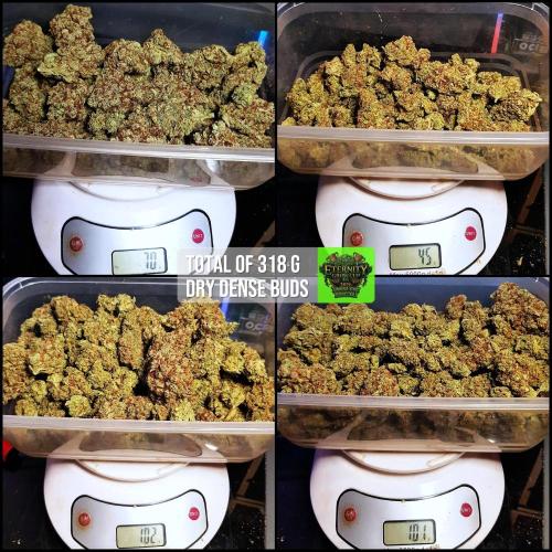 🥦Eternity Grow Cup |GGD. Week 16