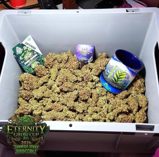 🥦Eternity Grow Cup |GGD. Week 16