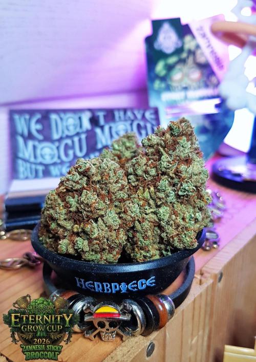 🥦Eternity Grow Cup |GGD. Week 16