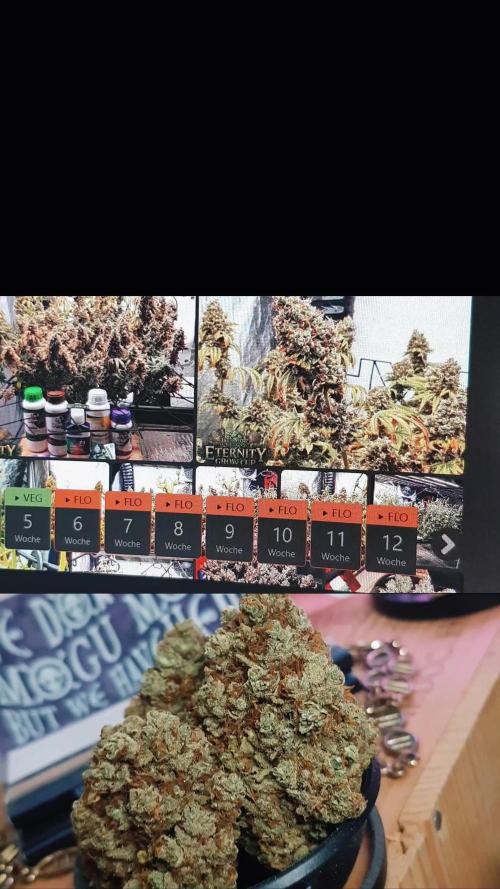 🥦Eternity Grow Cup |GGD