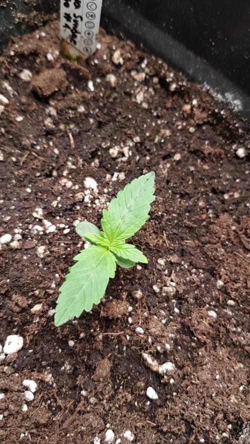 Guava Sundae Auto. Week 2