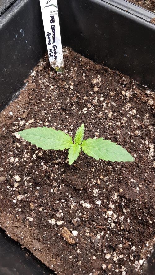 Banana Guava Auto. Week 2