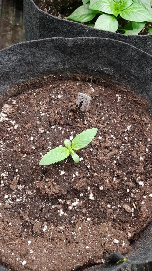 Mendo Guava Auto. Week 2