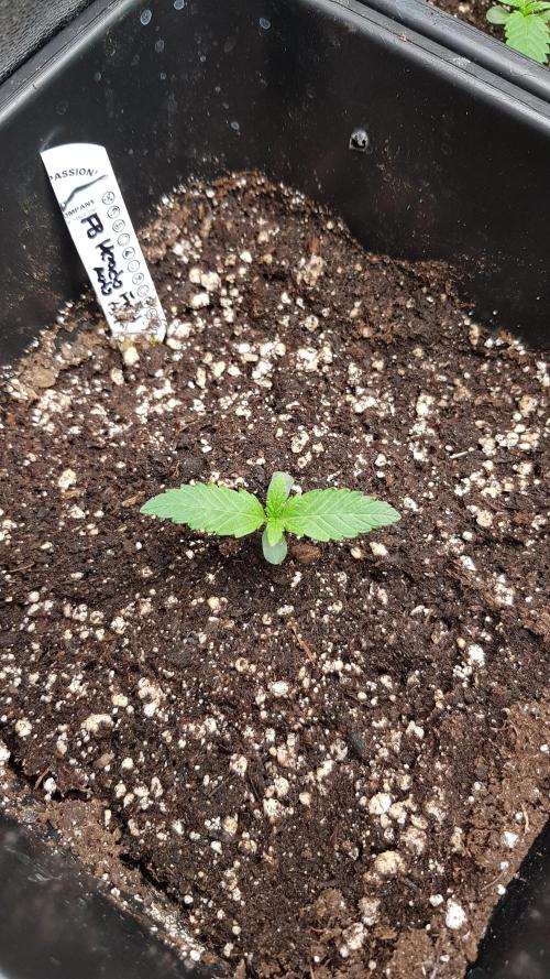 Mendo Frost Auto. Week 2
