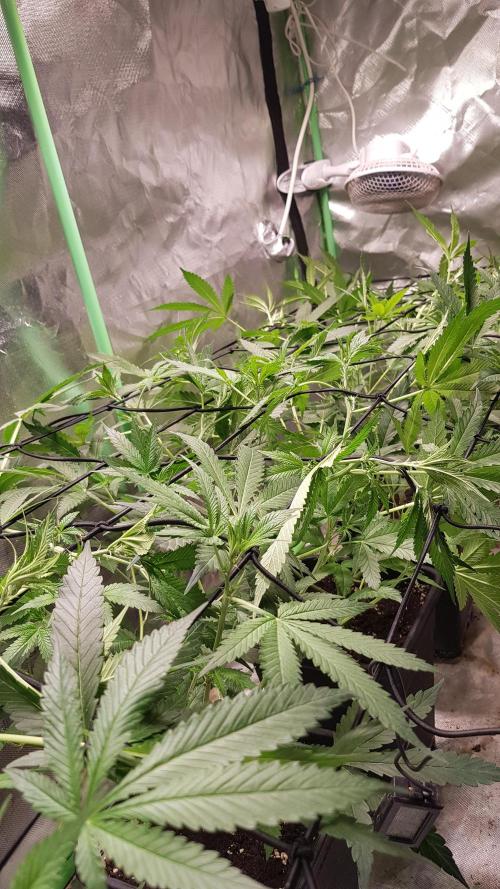 Sweet Seeds Forest #2. Week 7