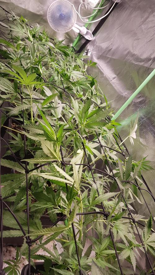 Sweet Seeds Forest #2. Week 7